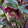 20220509_155432-helleborus-orientalis-ssp-abchasicus.jpg