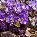 20220509_160346-hepatica-nobilis.jpg